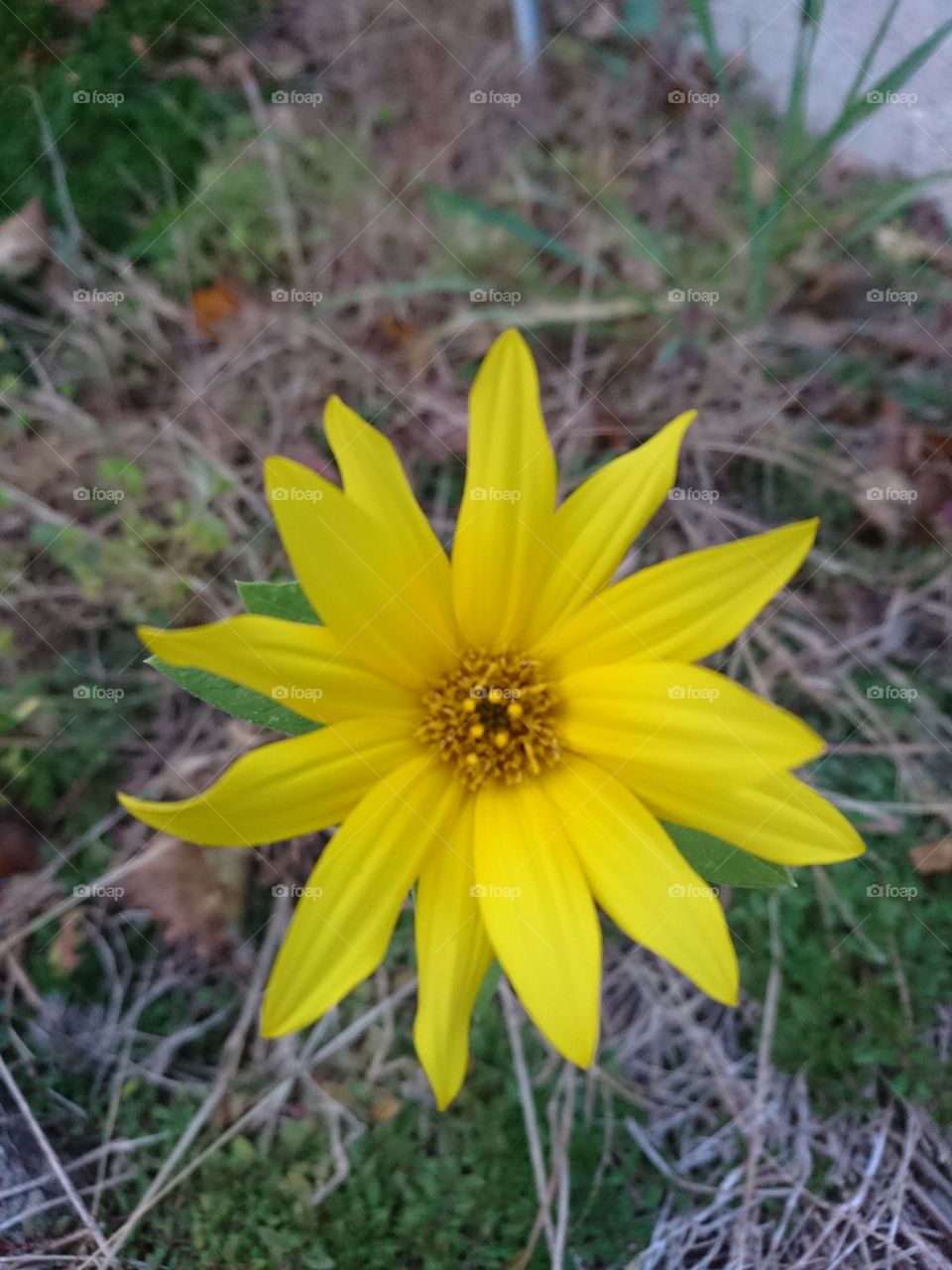 Tiny Sunflower