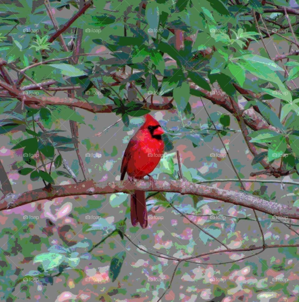 cardinal bird art