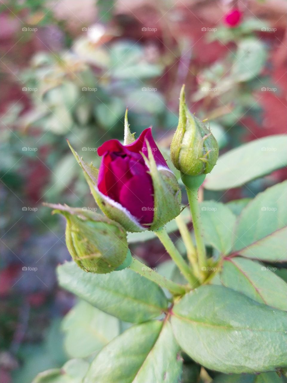 Rose buds