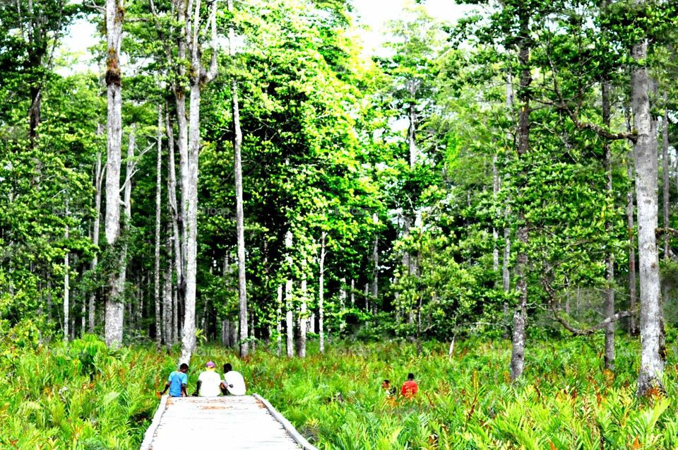 -- Mangrove: Green....