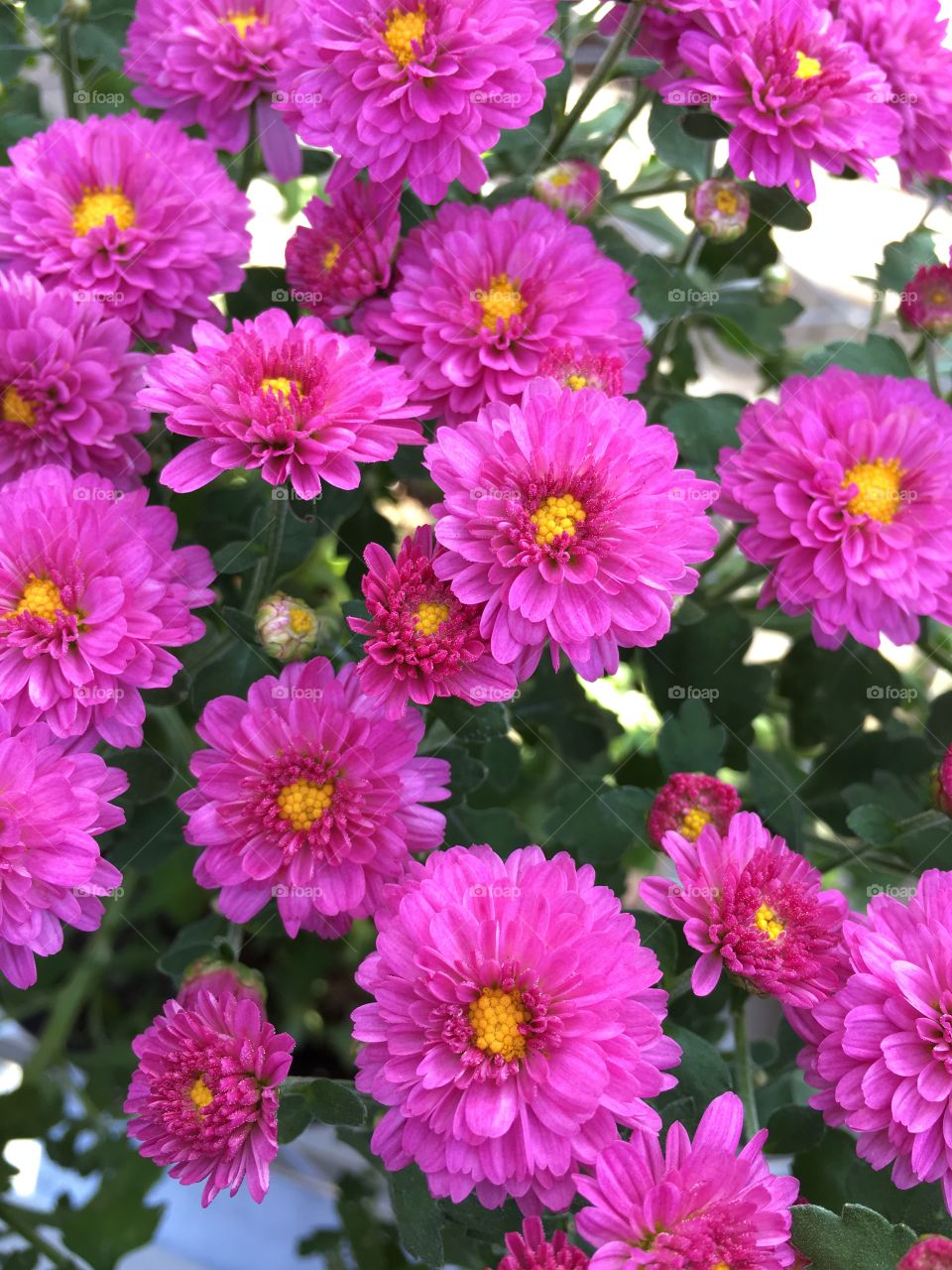 Pink asters