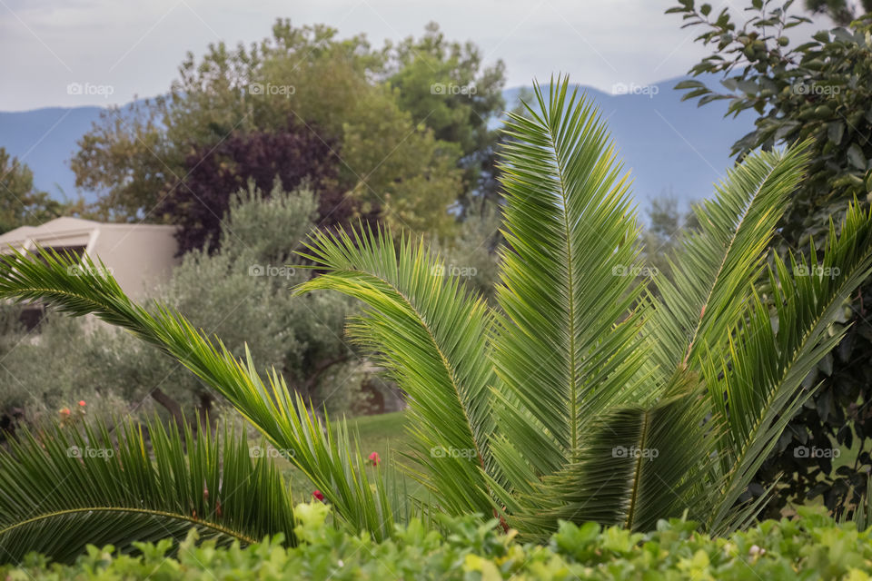 Symmetry in beautiful palm leaves