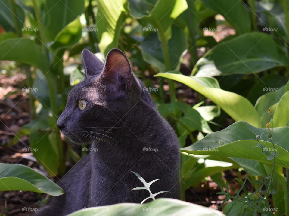 cat in nature