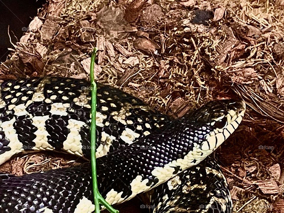 This close up of a black and white python, shows a lot of texture but yet smooth and shiny