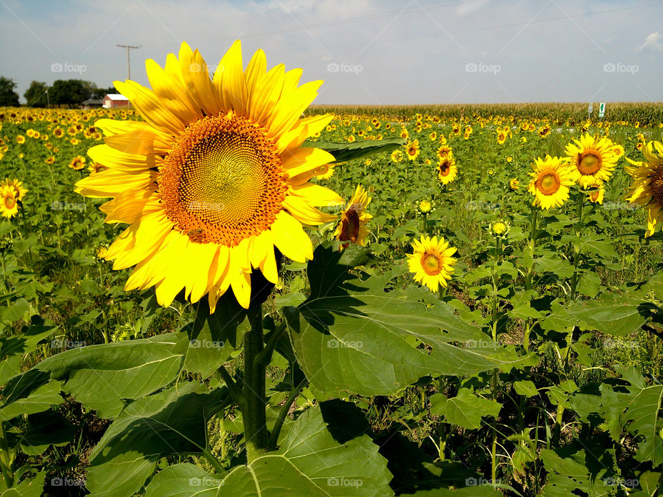 Sunflower field in Illinois