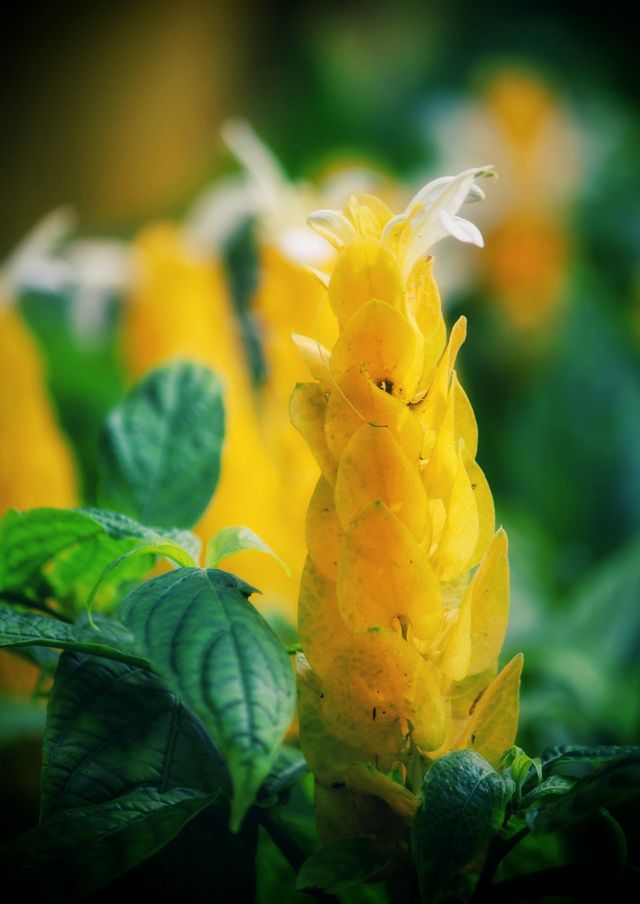 Green and Yellow!