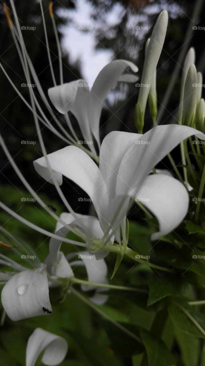 White blooms