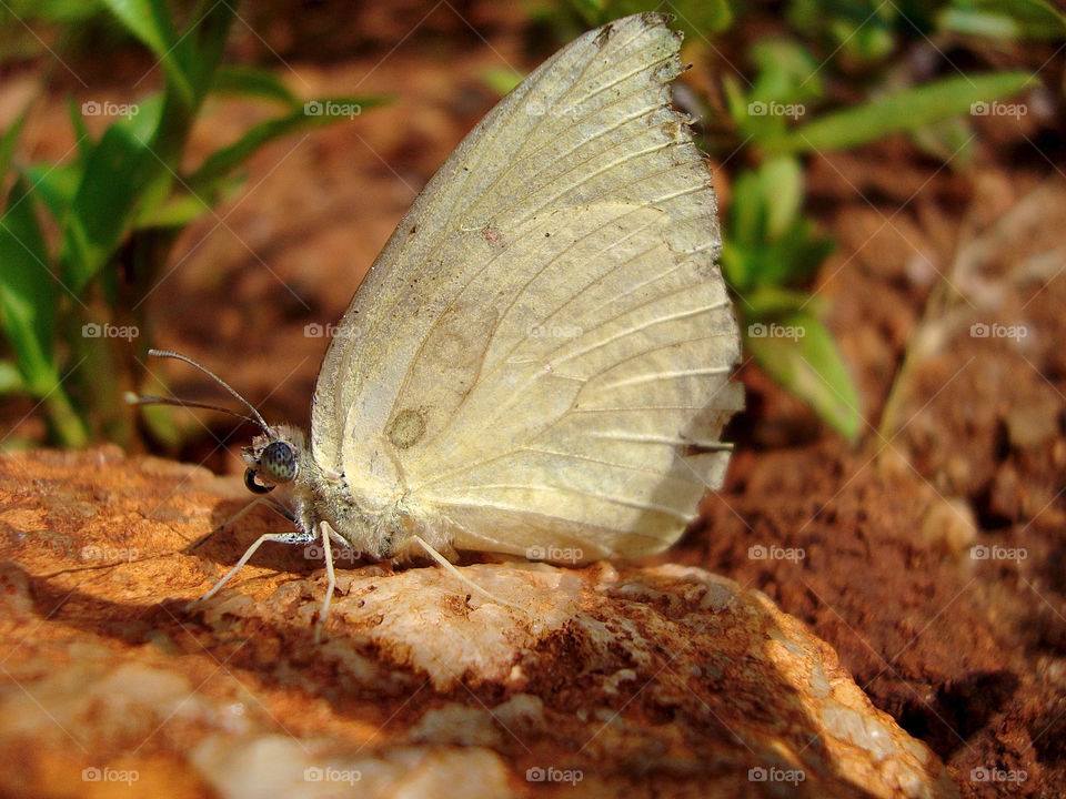 Close-up of meadow brown butterfly on rock