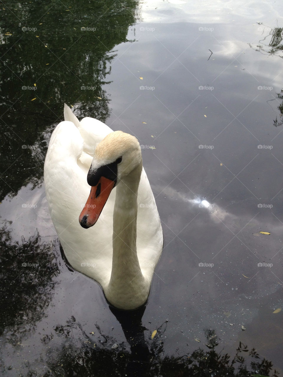 close white lake swan by carina71