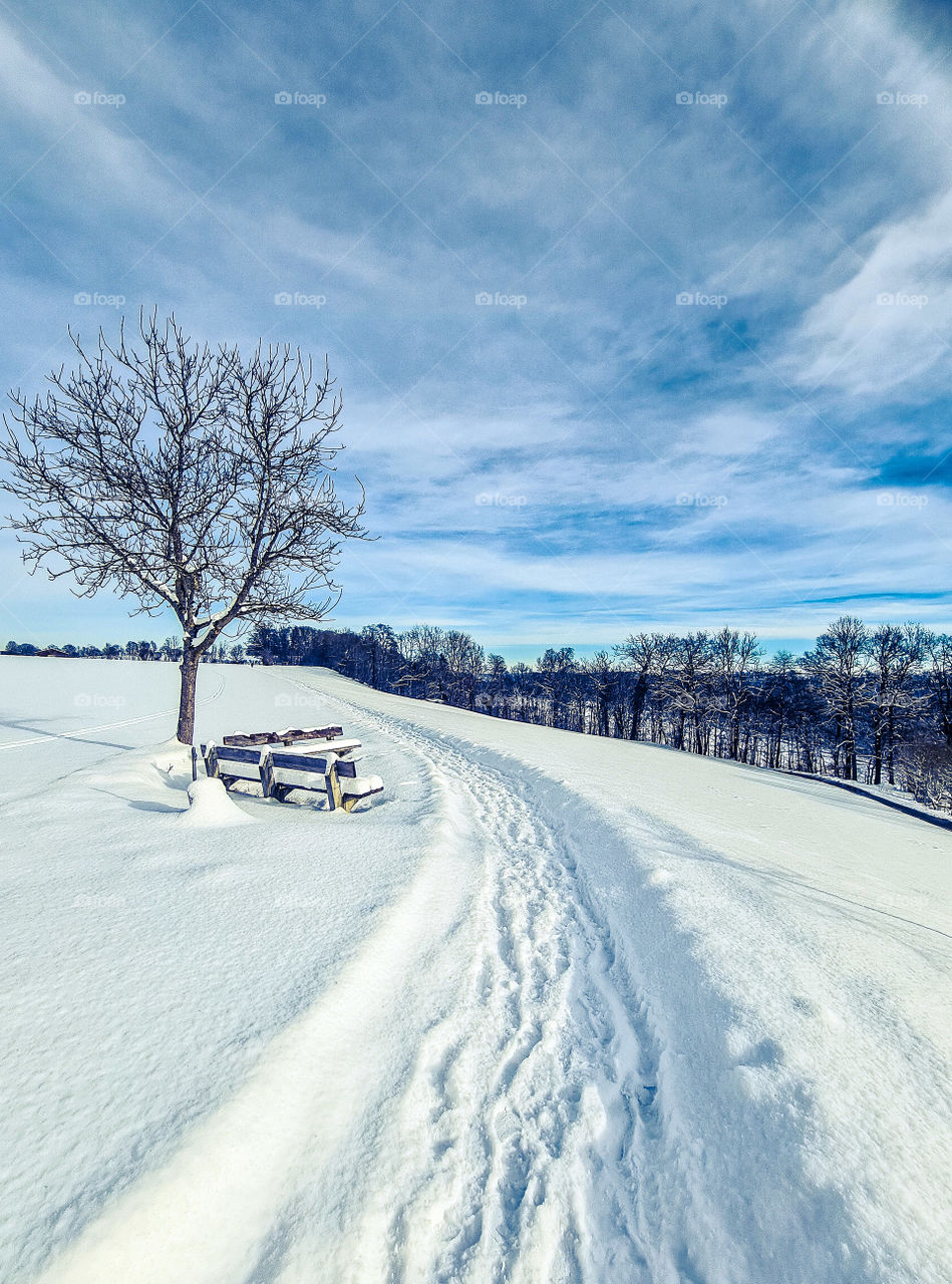 Winter nature