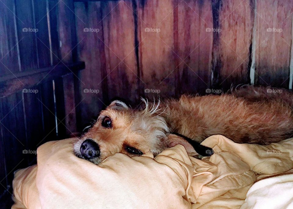 A puppy in its little house lying down and a distant look... What's going on in that little head?