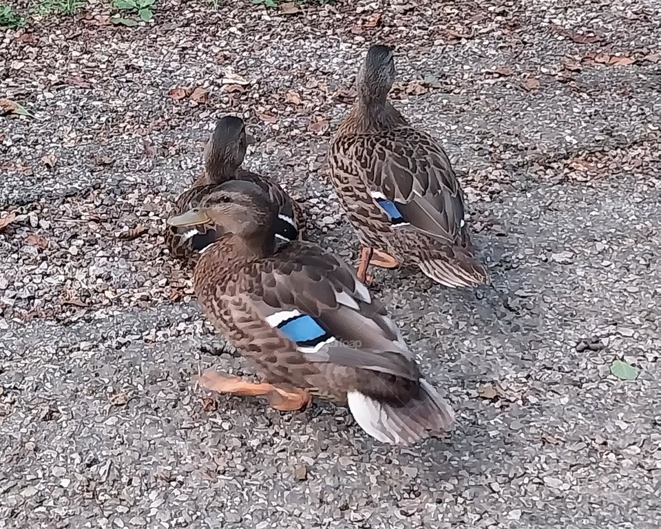 Three ducks sitting on pavement