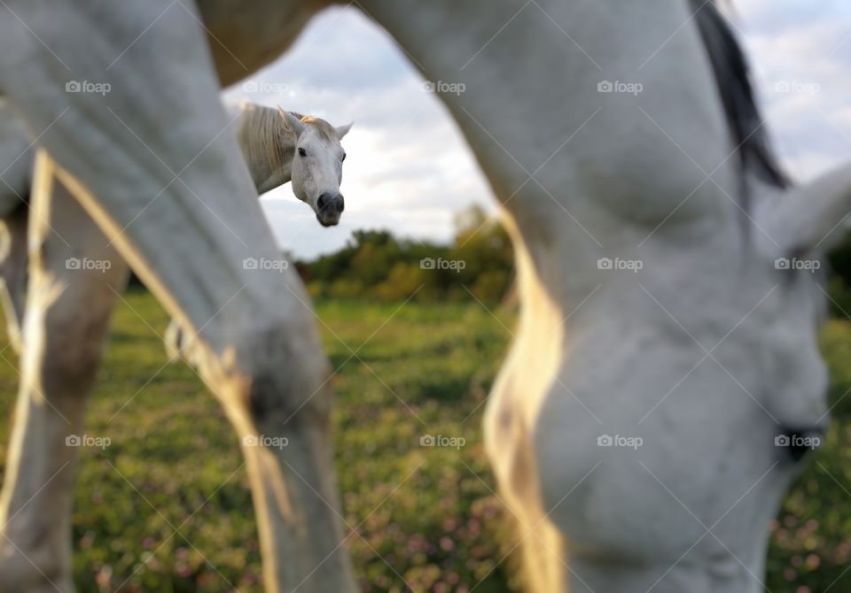 Framing a gray horse looking with another gray horse grazing in the foreground