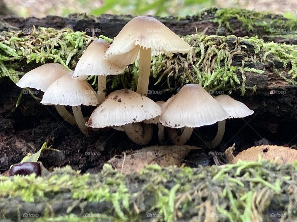 Mushrooms growing on a fallen log on the forest floor of the Grand Geneva Resort located in Lake Geneva, Wisconson