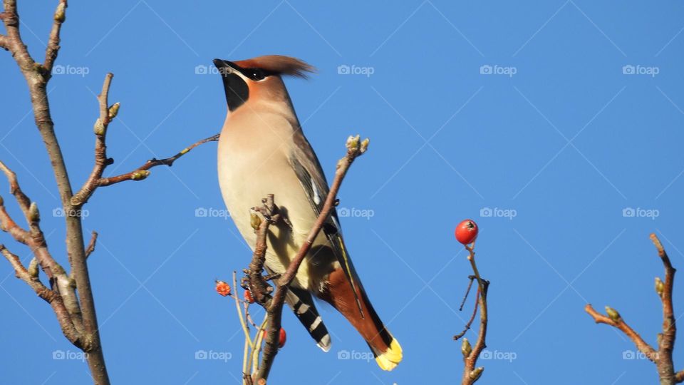A waxwing in a tree