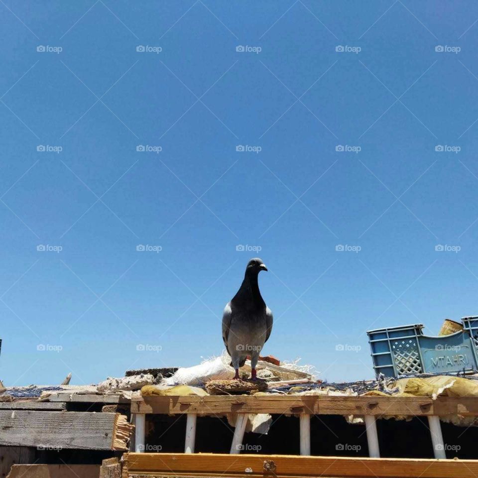 Beautiful bird on a roof.