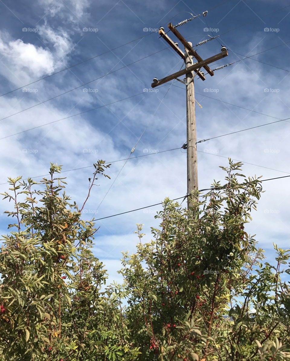 An electric poll rises out of the brush against a blue sky on a beautiful fall day in Central Oregon. 