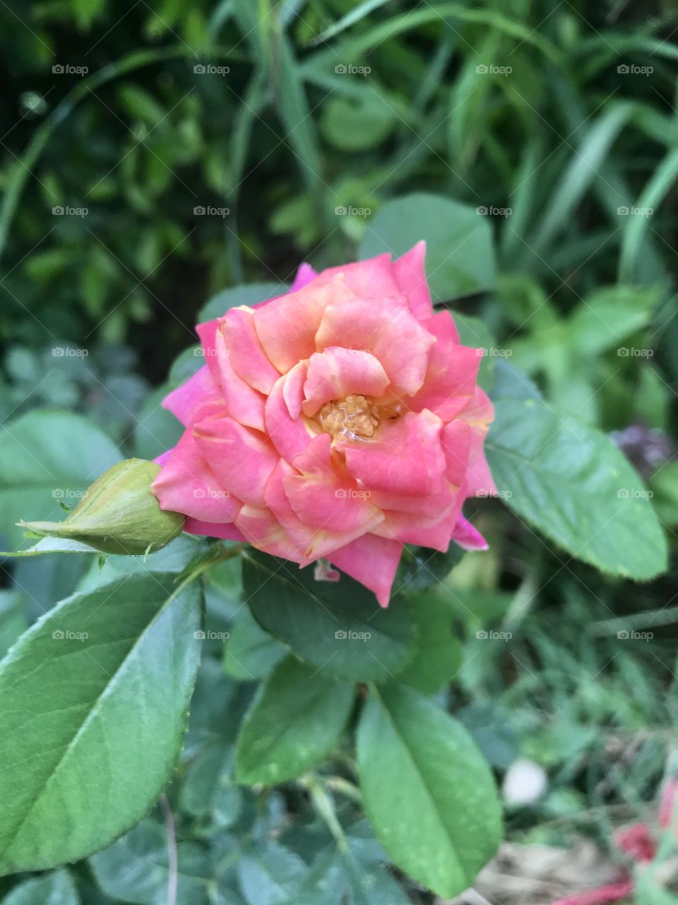  Rosa hybrida arrow1.gif (56 bytes) 
