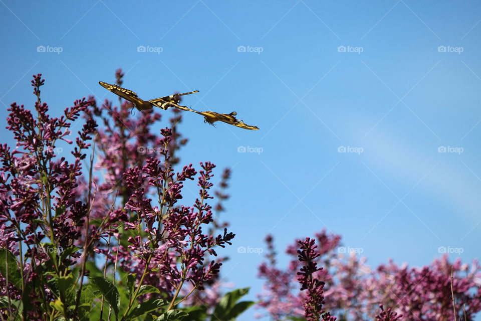 butterflies in flight