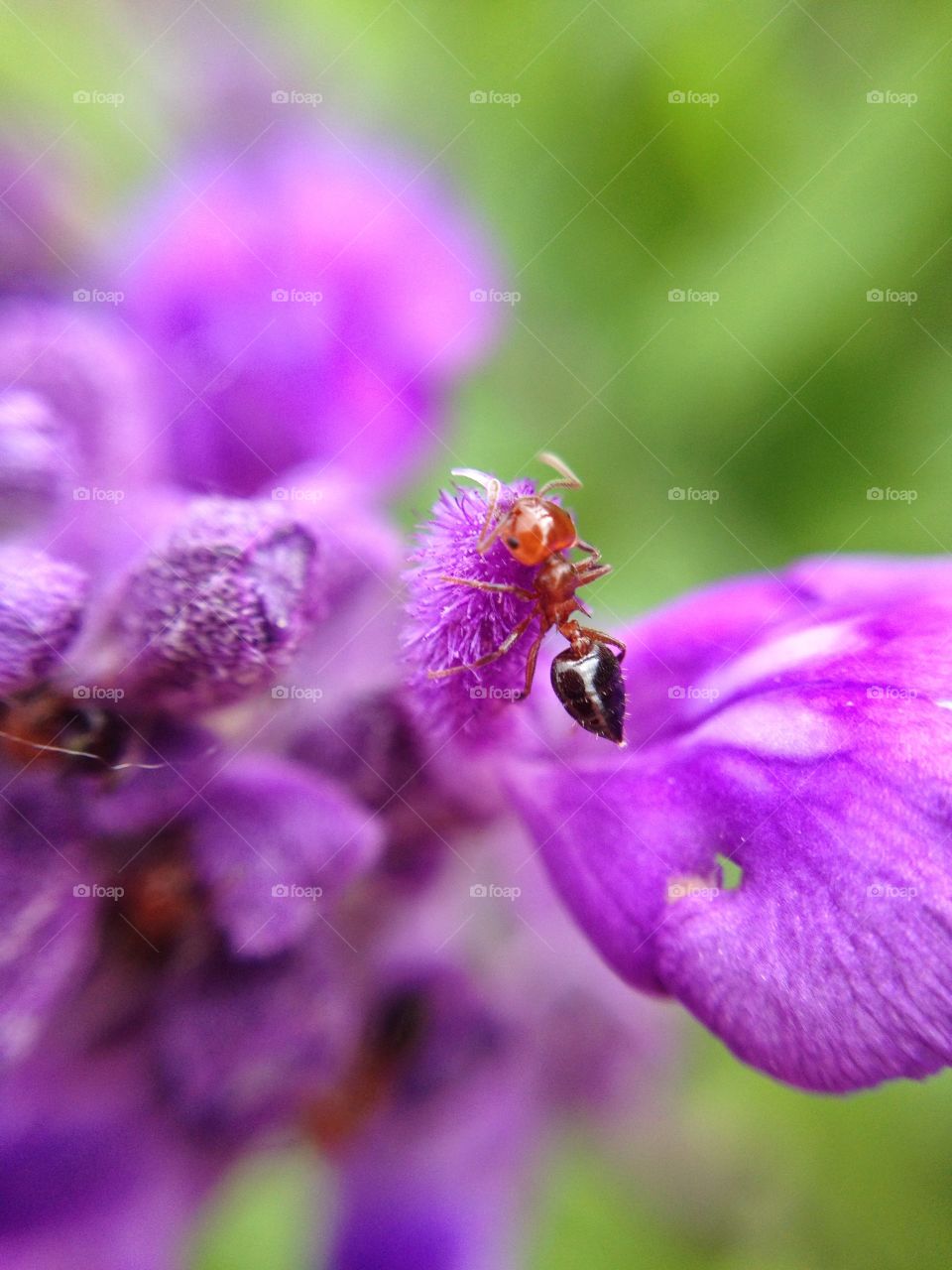 Macro shot of an ant on a purple flower looking for nectar.