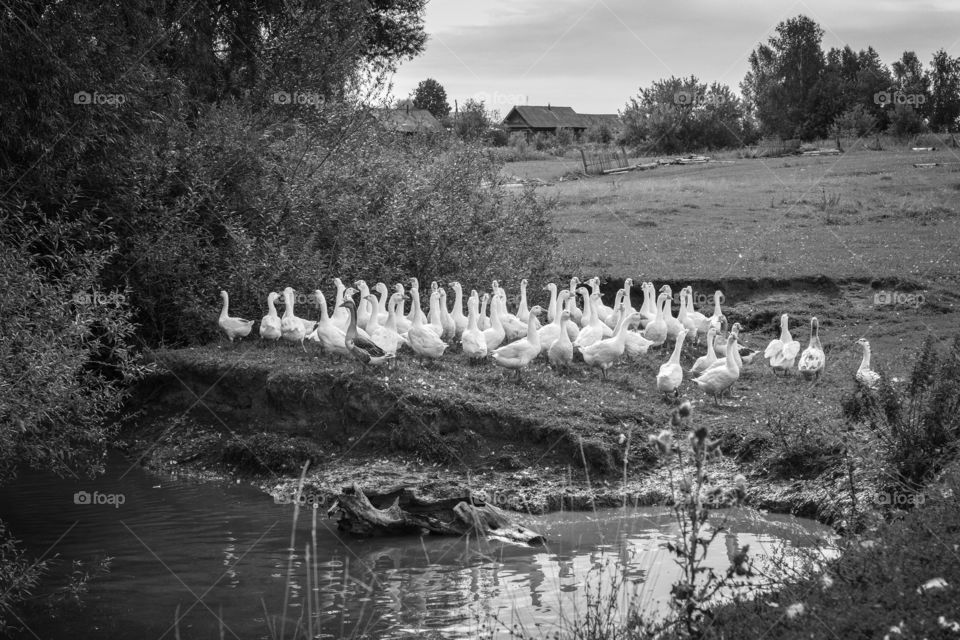 Gooses on the river