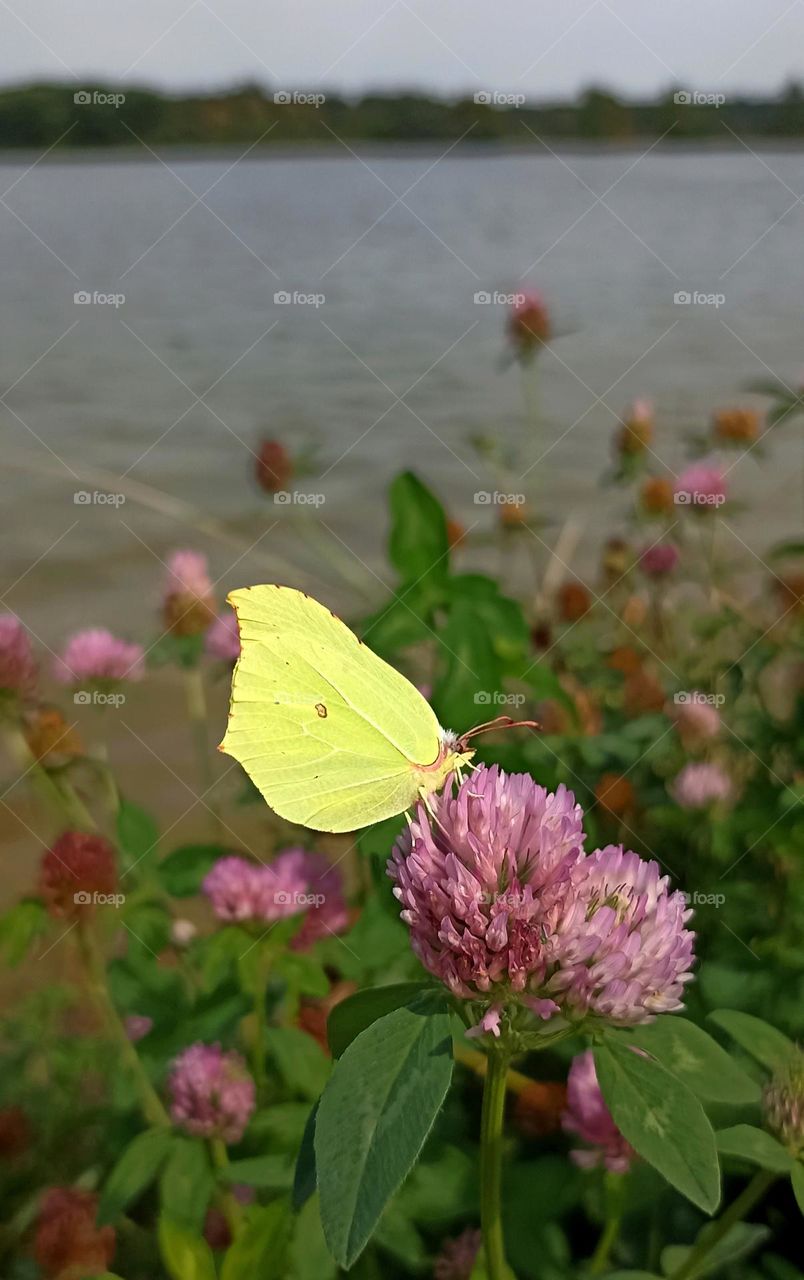 yellow butterfly on a flowers, mobile photography