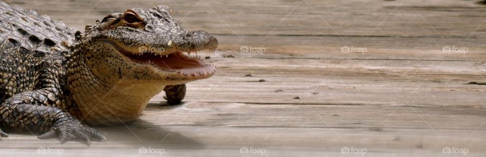 Gator