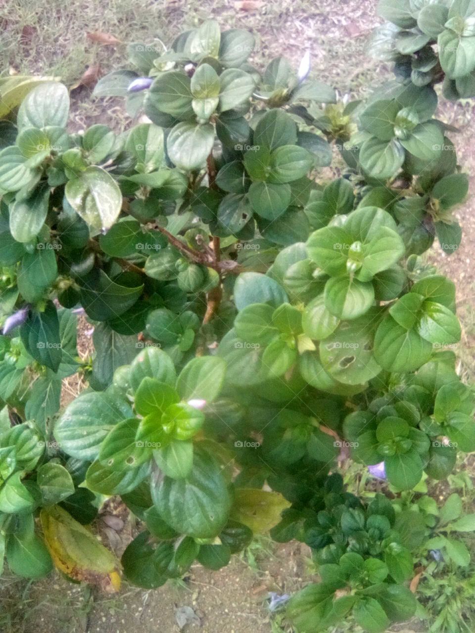 we all love nature and we should embrace nature because if we never have nature an all the beautiful plants we would never have oxygen to live.