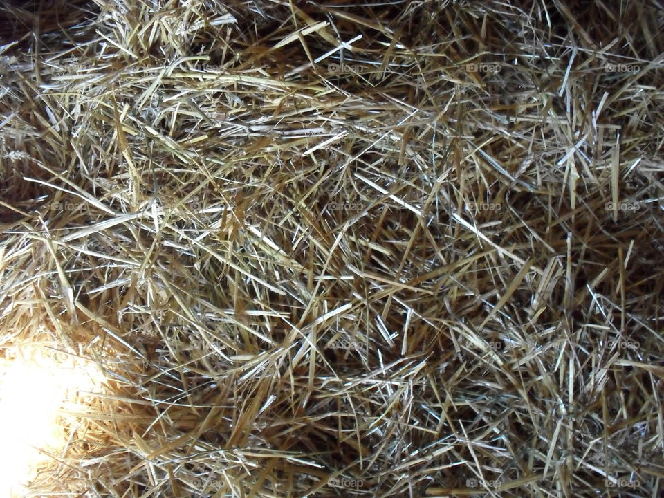 Straw illuminated by light