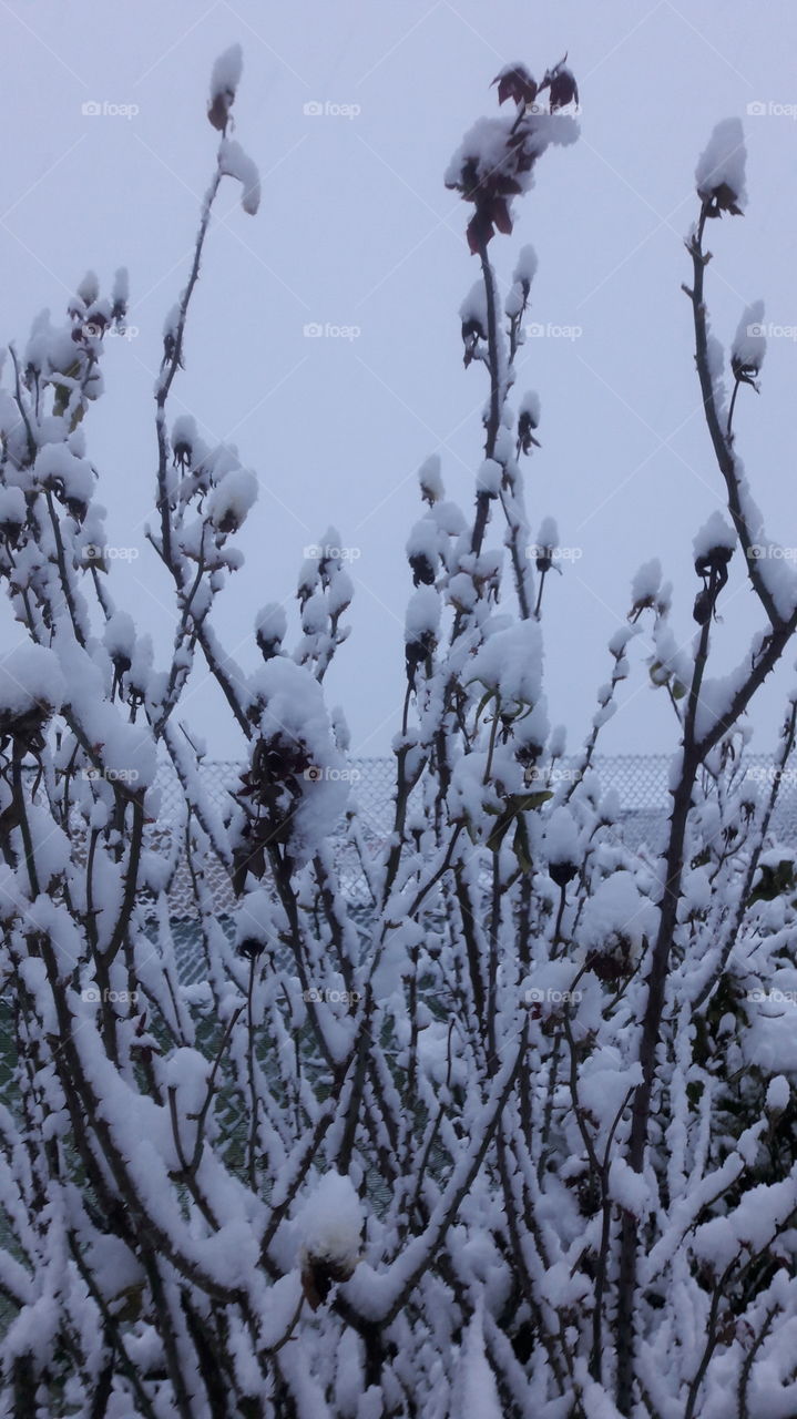 Winter, Tree, Branch, Snow, No Person