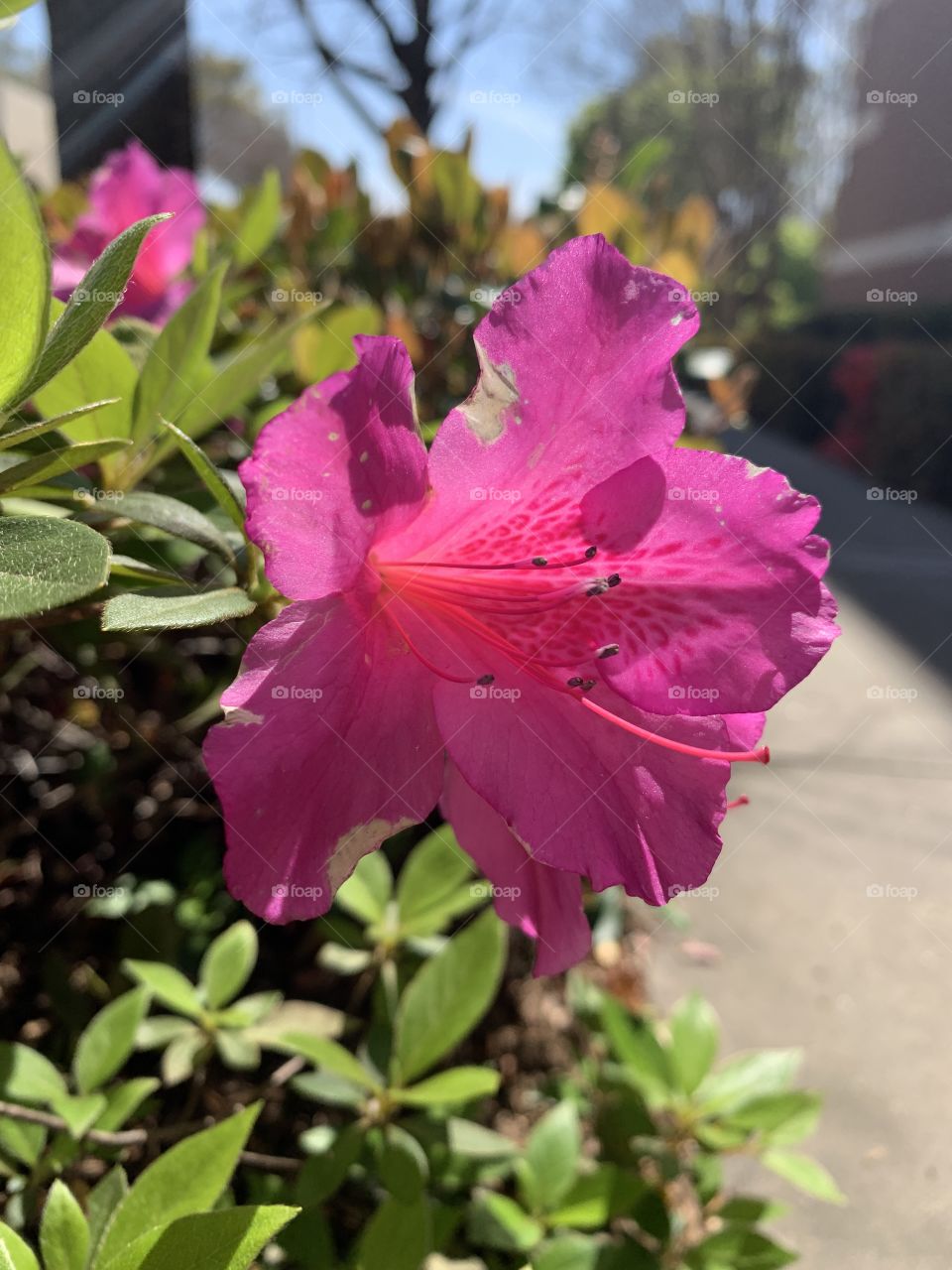 A pretty pink flower