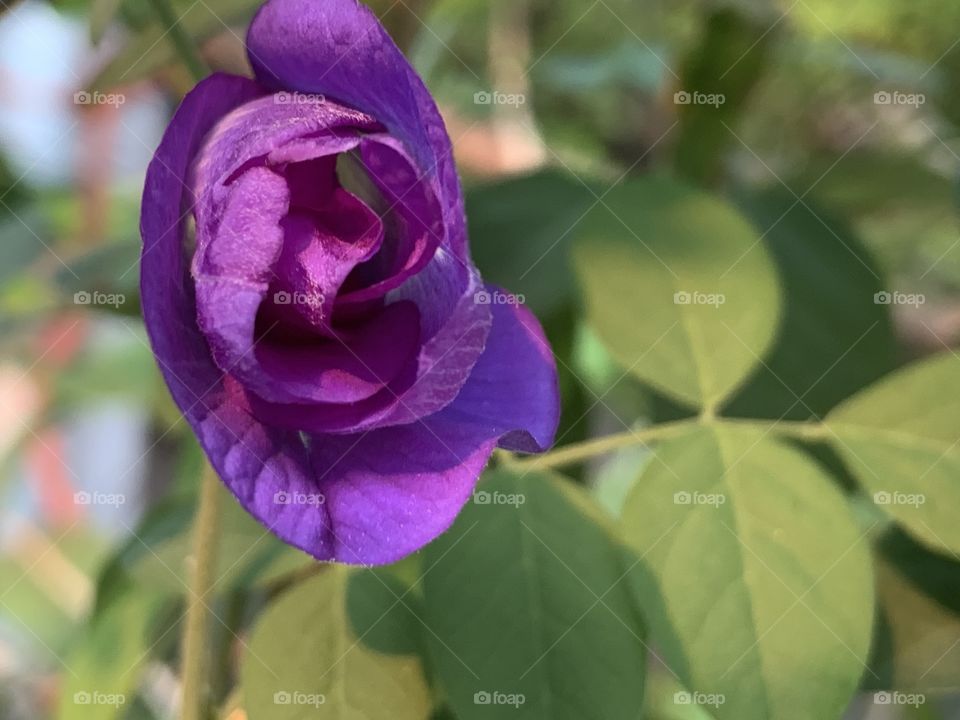 Plants around everywhere, Countryside ( Thailand)