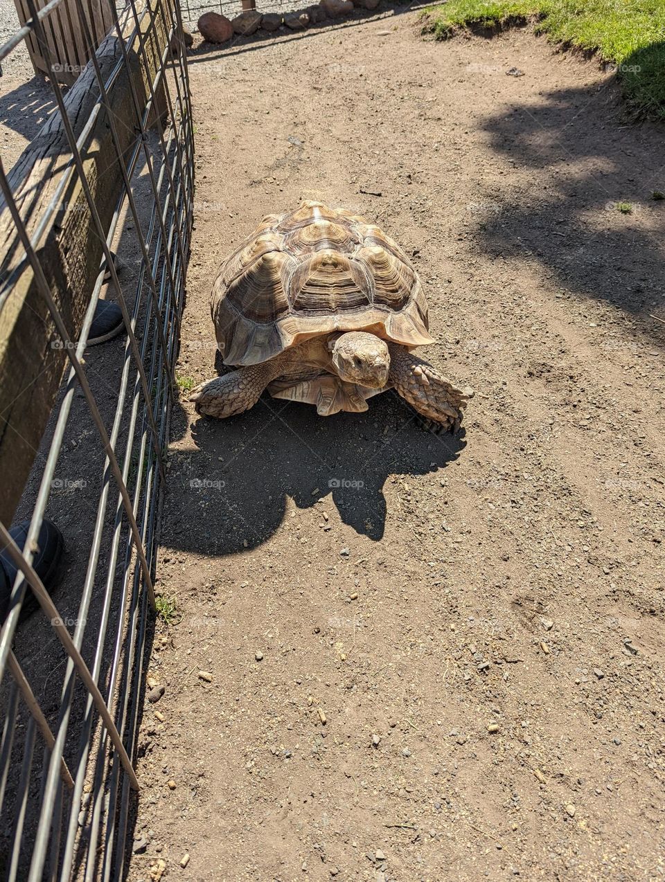 Tortoise