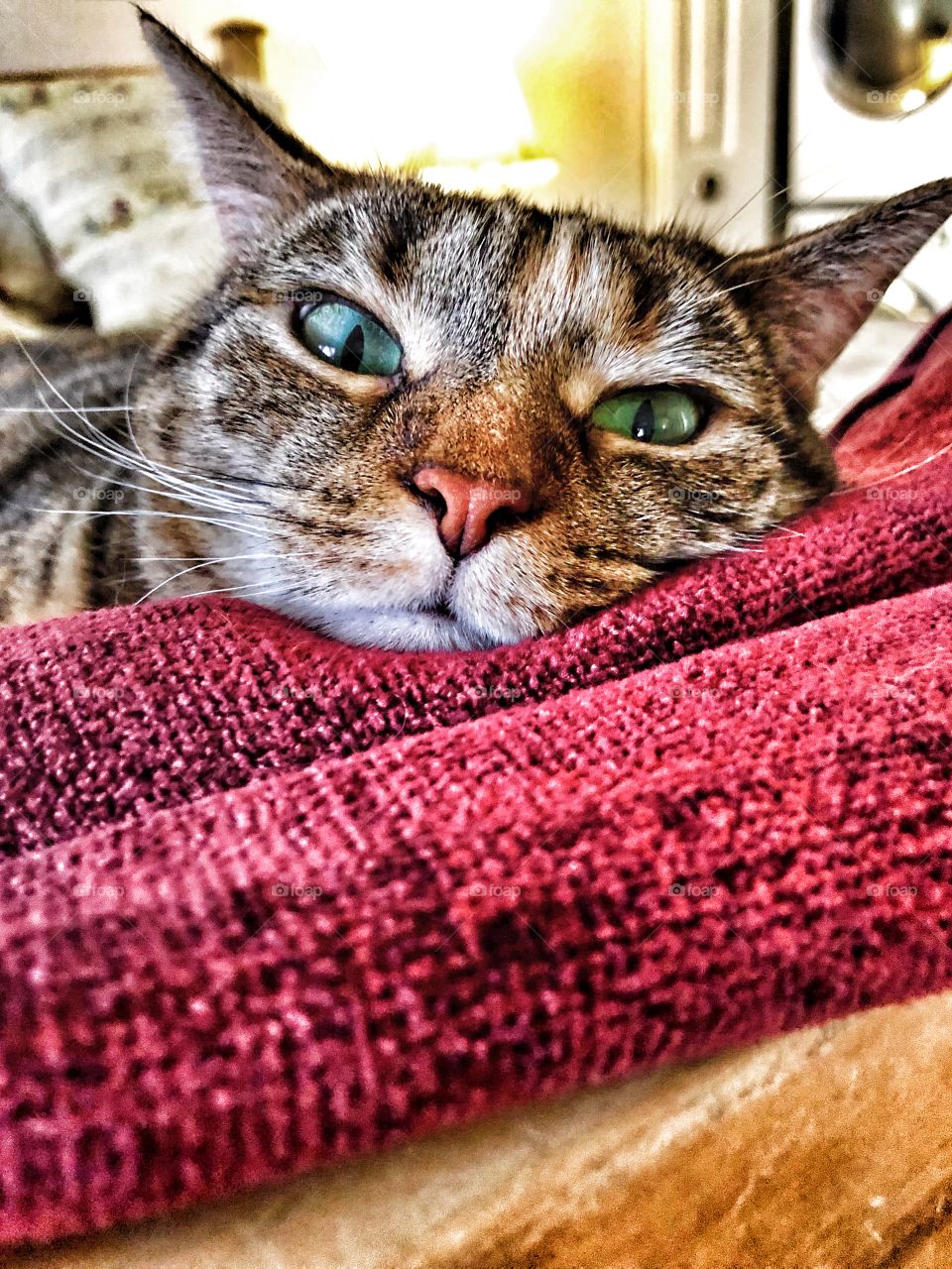 Comfy resting tabby cat green eyed cat 