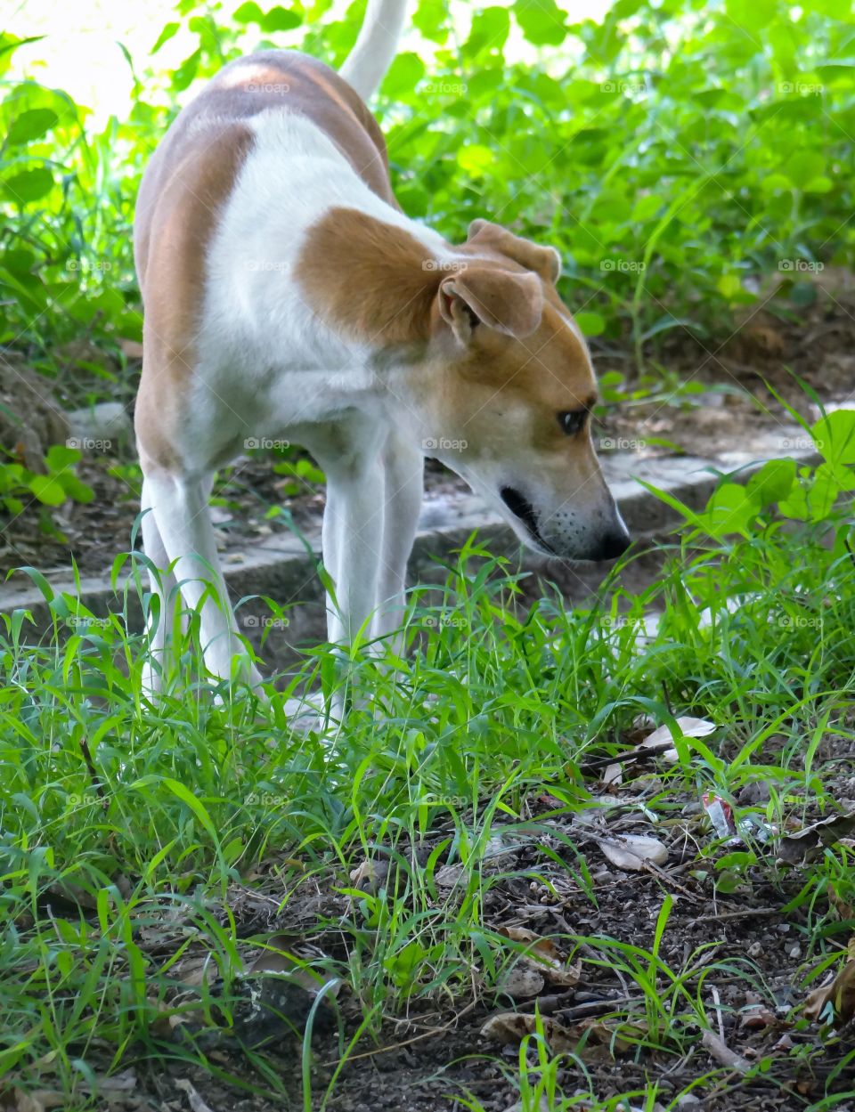 Sniffer. Nature lover