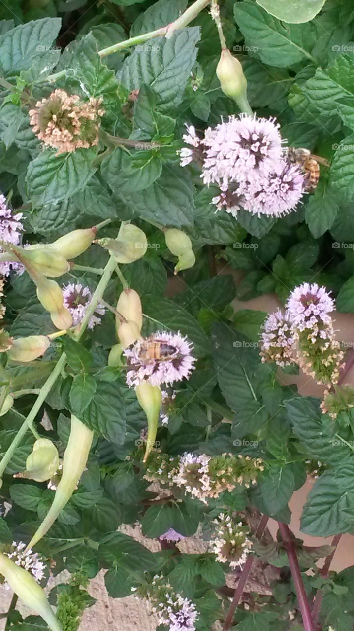 Bees on Mint