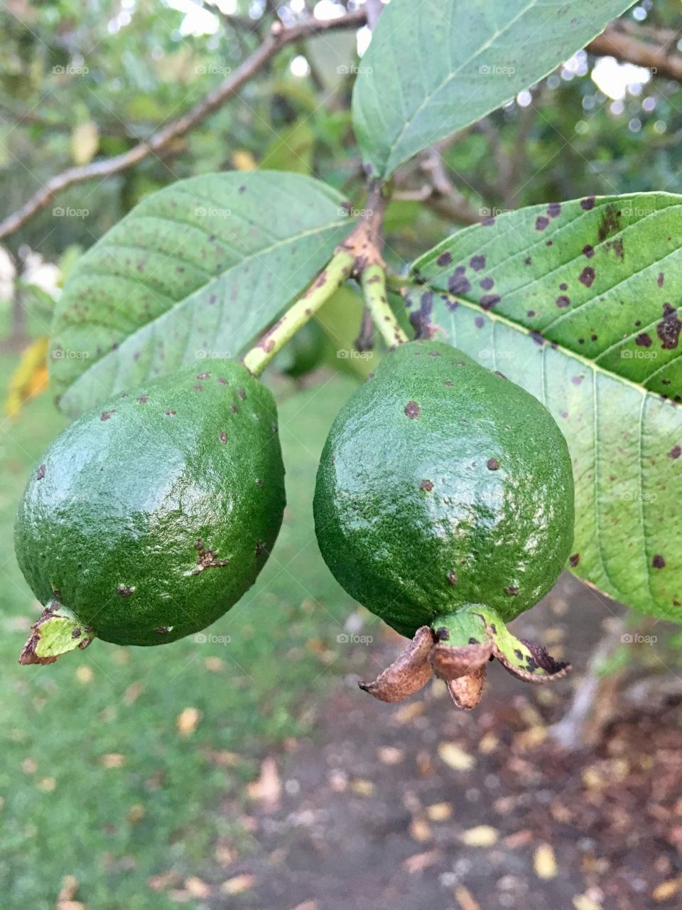Guayaba
