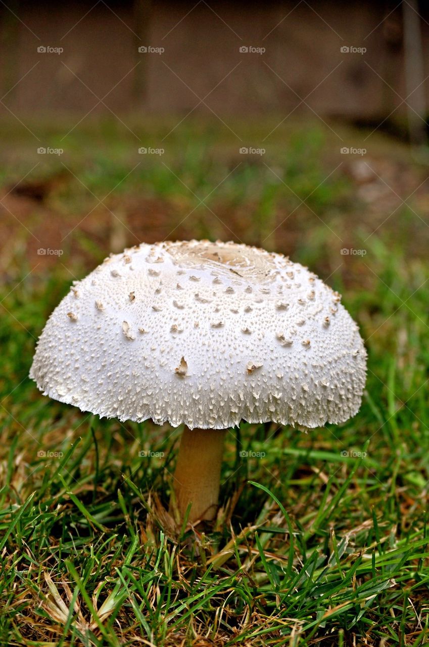 Shroom