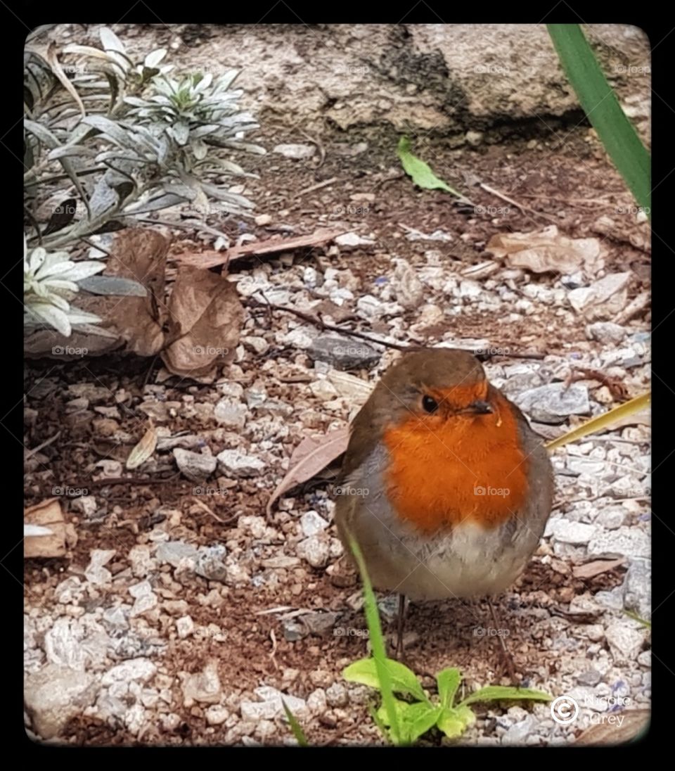 robin
