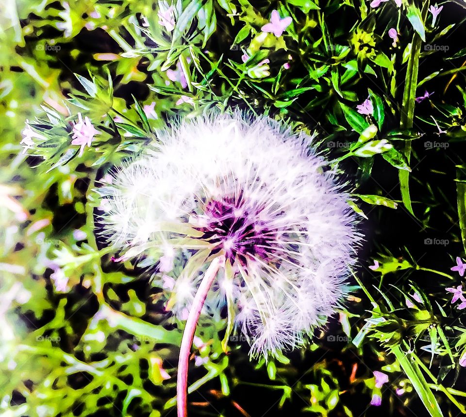 Dandelion