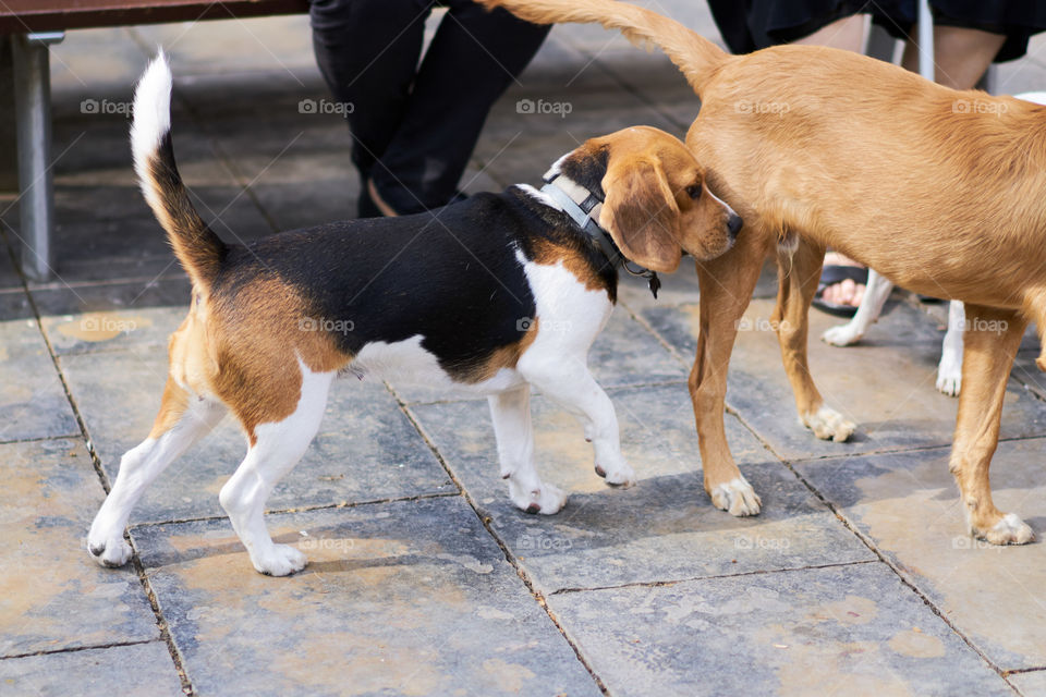 Beagle playing