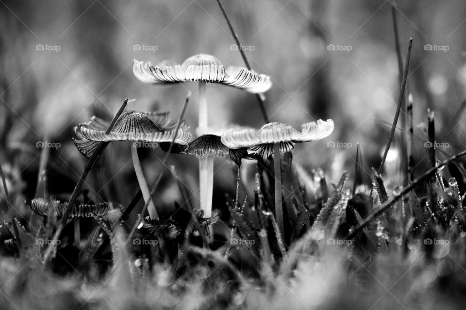 Close-up of mushrooms growing in forest