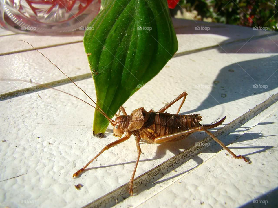 a cricket