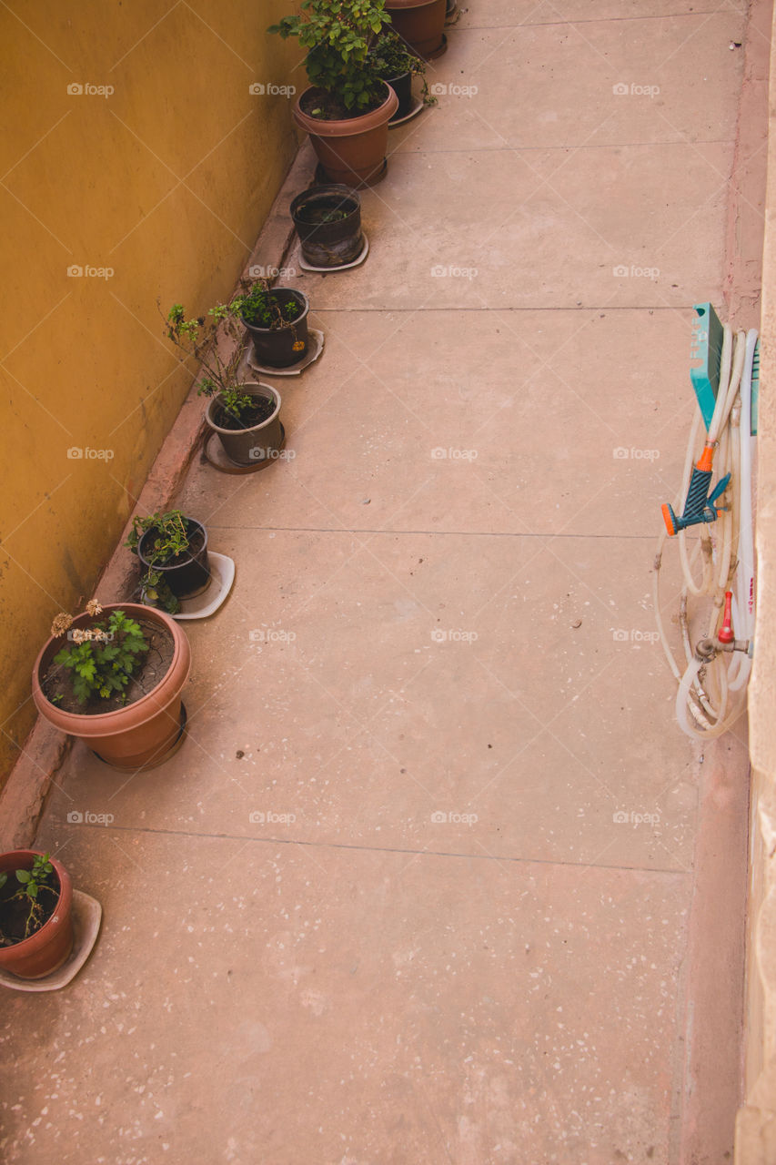 Roses and plants in pots in the hallway of our house.