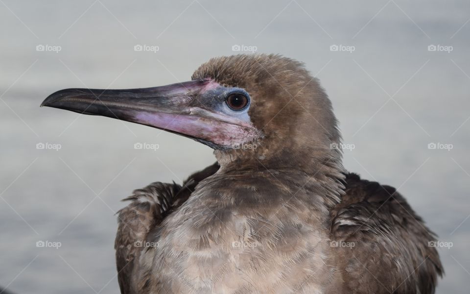 Close up of a bird