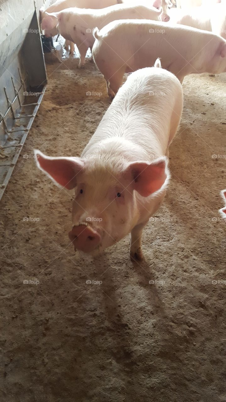 pig on the farm