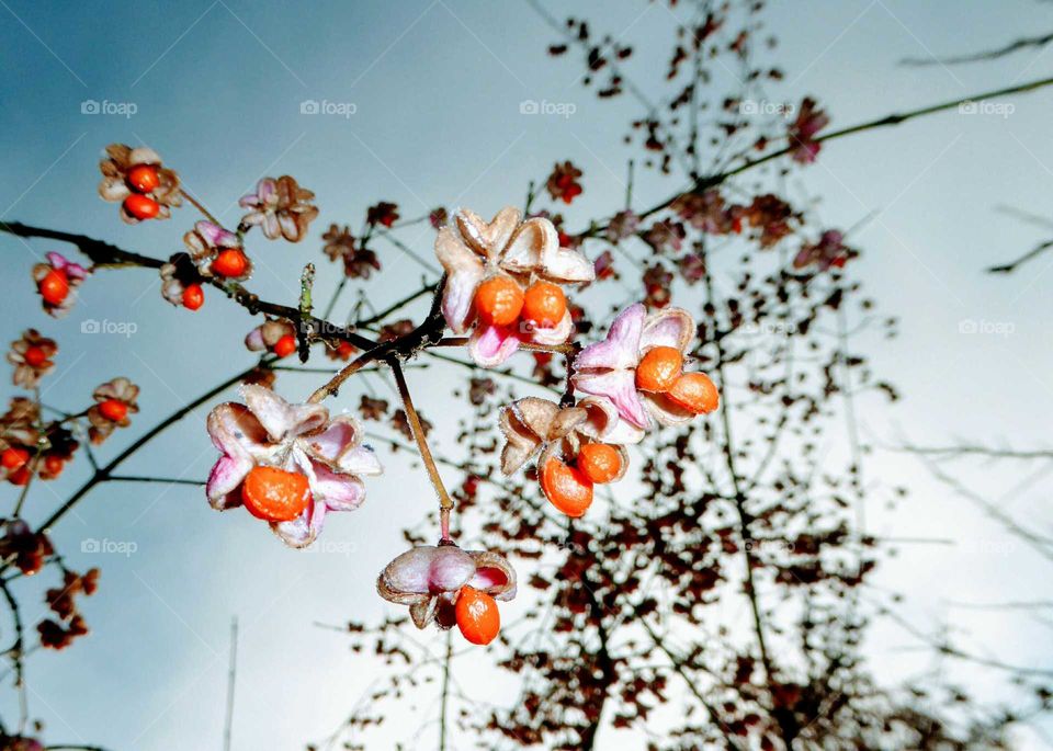 Pfaffenhütchen vor Winterhimmel