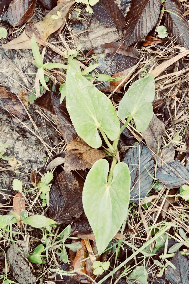 Green leaves