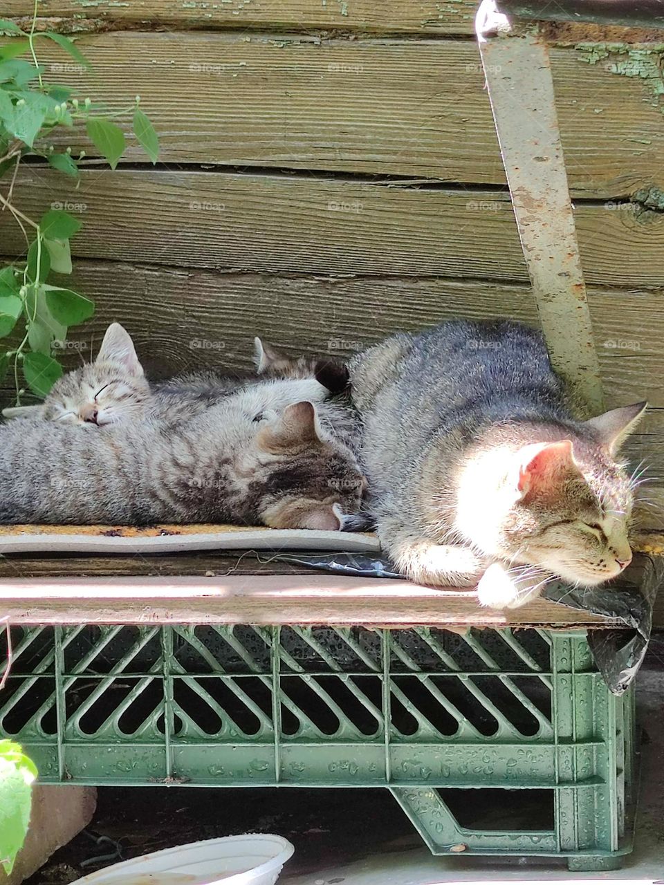 A family of cats is resting on a green box.  Mother cat guards sleeping kittens