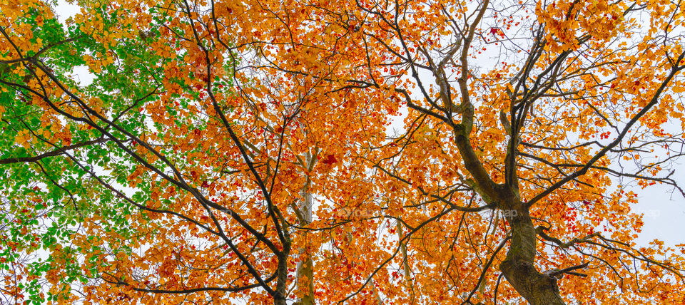 orange and green leaves during the fall season